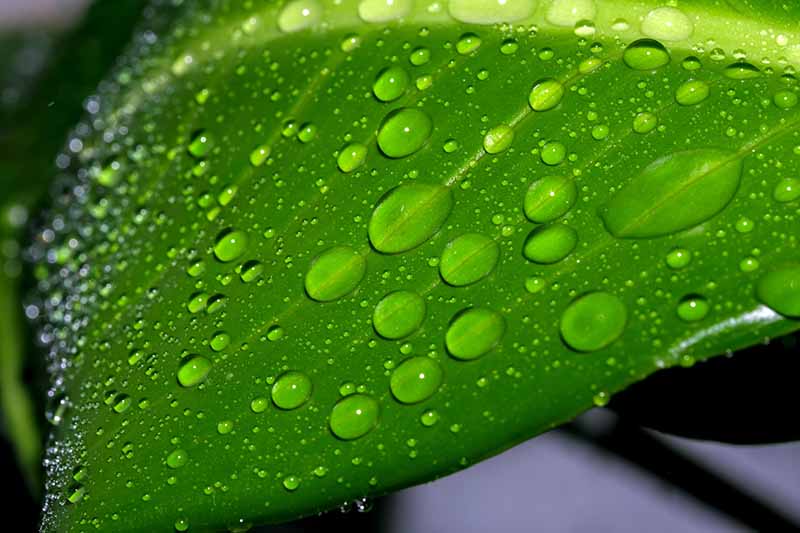 A close up horizontal image of a leaf with droplets of water on the surface from misting.