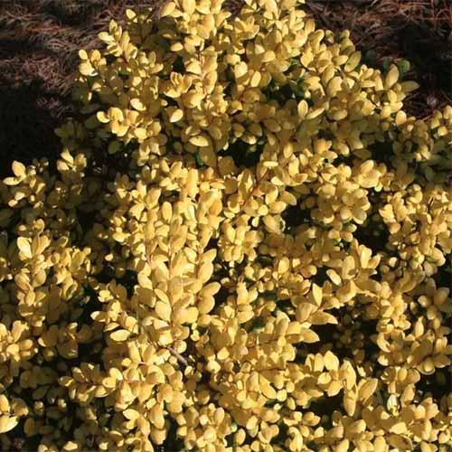 A close up square image of Ilex crenata 'Drops of Gold' growing in the garden pictured in light sunshine.