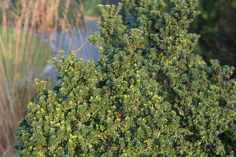 A close up horizontal image of Ilex crenata 'Dwarf Pagoda' growing in the garden pictured in soft evening sunlight.
