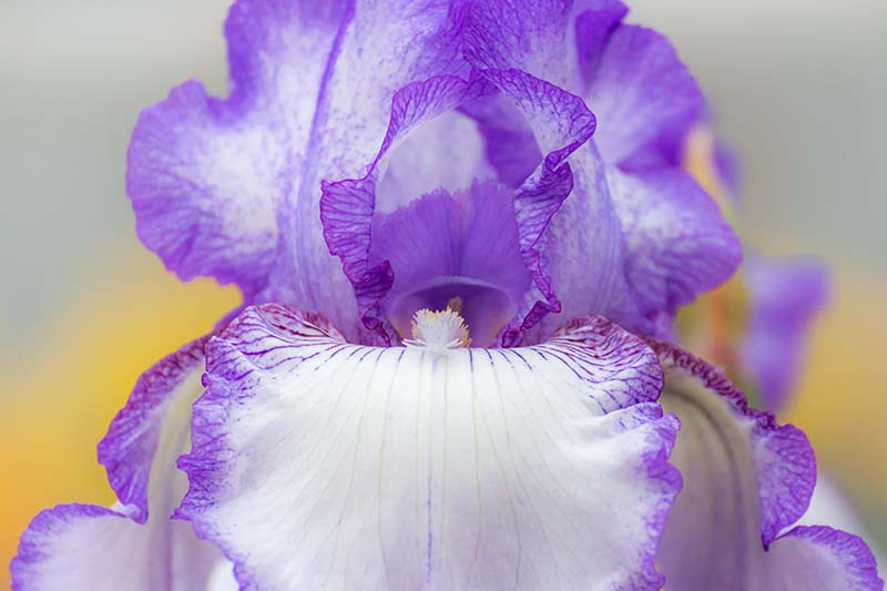 A close up horizontal image of a purple and white 'Earl of Essex' flower growing in the garden pictured on a soft focus background.