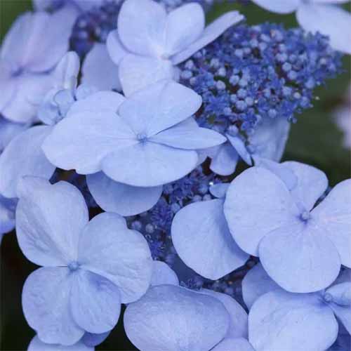 A close up square image of the blue flowers of H. macrophylla Endless Summer Twist-n-Shout.