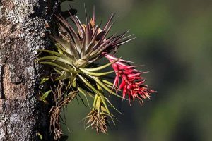 A close up horizontal image of air plants growing on the trunk of a tree pictured on a soft focus background.