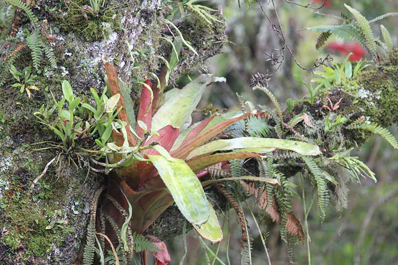 A close up horizontal image of epiphytic plants growing on the side of a tree pictured on a soft focus background.