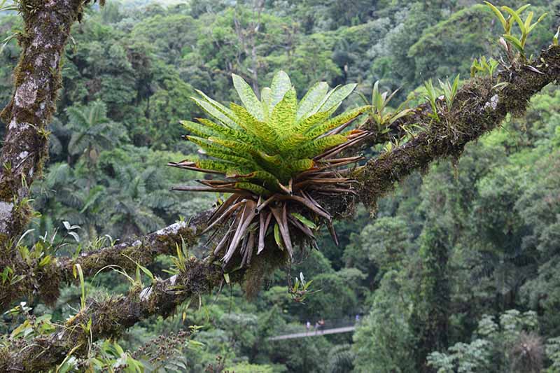 A close up horizontal image of a bromeliad growing on the branch of a tree in a tropical rainforest.