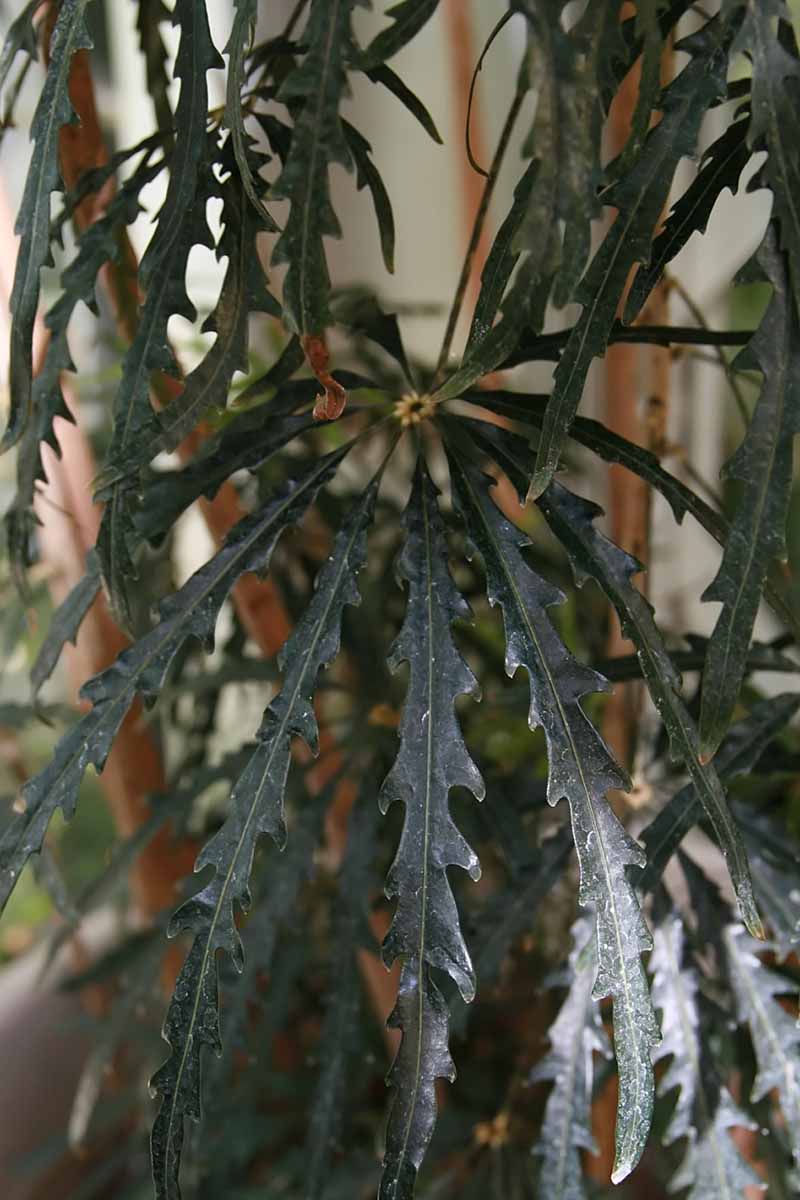 A close up vertical image of a false aralia (Plerandra elegantissima) houseplant.