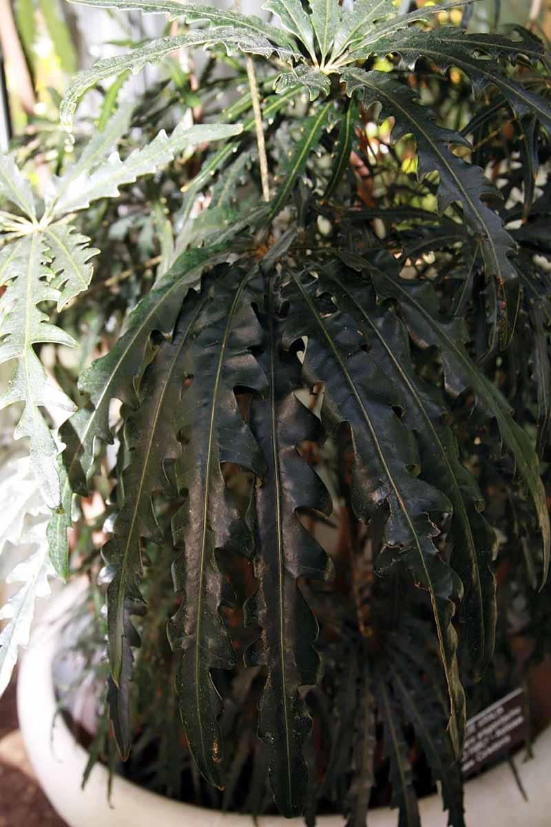 A close up vertical image of a large Plerandra elegantissima growing in a pot indoors.