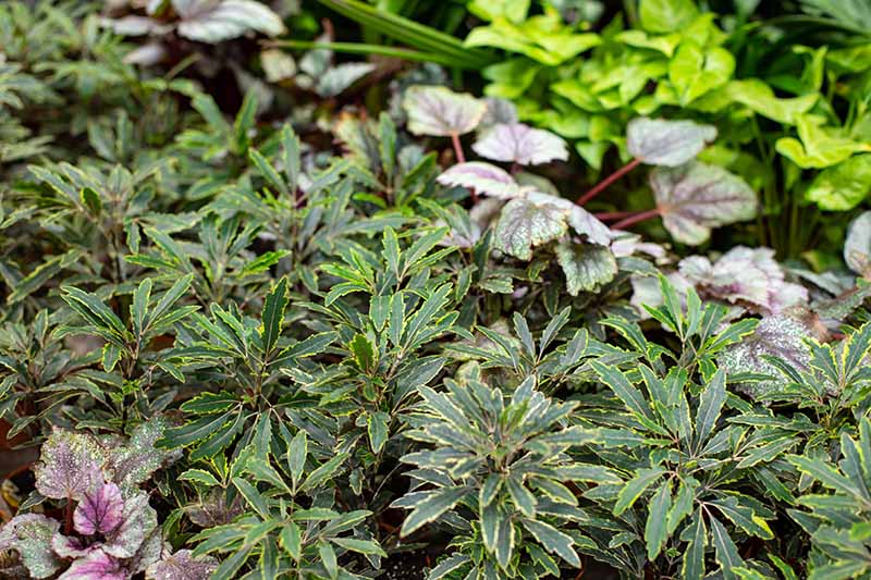 A close up horizontal image of Plerandra elegantissima with variegated foliage, growing in a mixed planting outdoors.