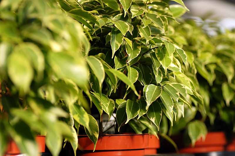 A close up horizontal image of a row of Ficus benjamina growing in pots in a garden nursery pictured in light sunshine.