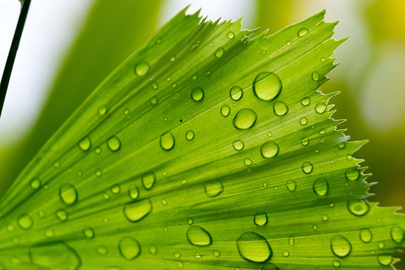 A close up horizontal image of a fishtail palm leaf with water droplets on the surface.
