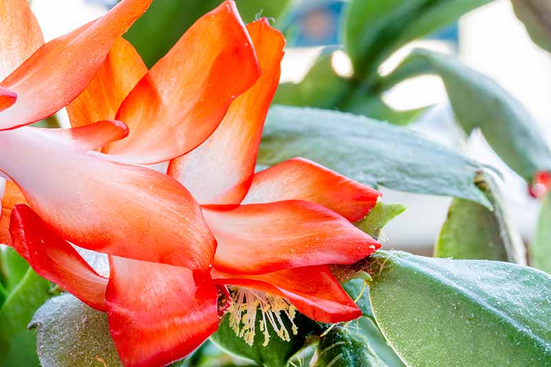 A close up horizontal image of a Christmas cactus in full bloom with bright red flowers.