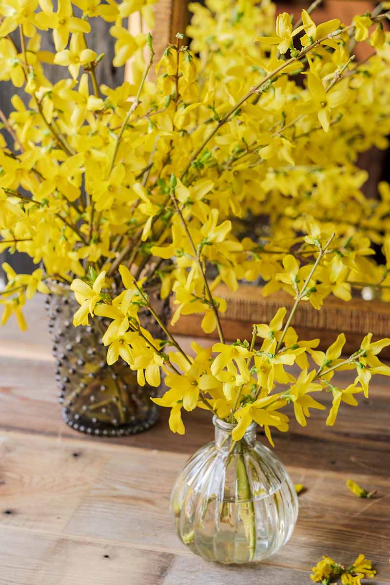 A close up vertical image of flowering forsythia branches in vases set on a wooden surface.