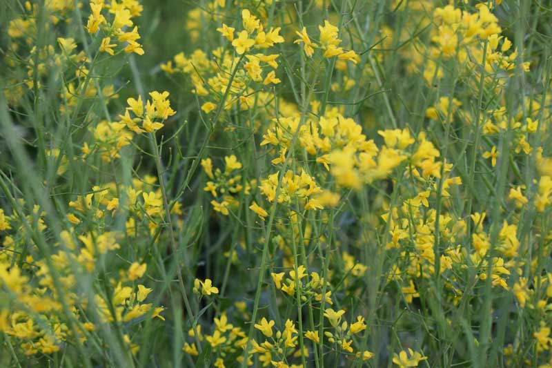 Small yellow flowers of wild cabbage or sea kale (Brassica oleracea).