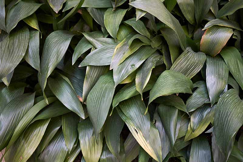 A close up horizontal image of the foliage of Aspidistra elatior (cast-iron plant) with browning foliage.