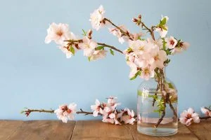A close up horizontal image of branches that have been forced to bloom indoors in a small glass vase set on a wooden surface.