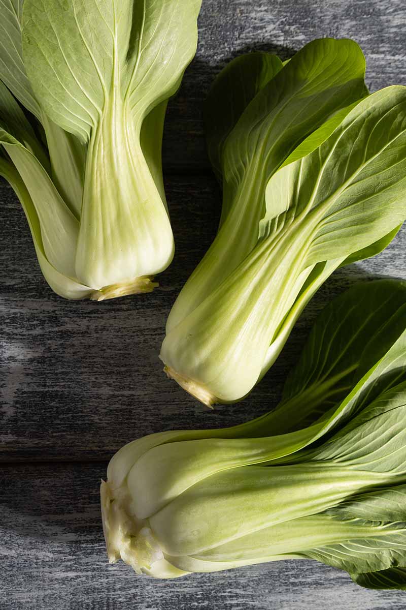 A close up vertical image of freshly harvested bok choy set on a wooden surface.
