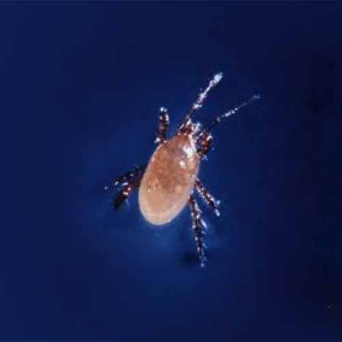 A close up square image of a beneficial predator, Stratiolaelaps scimitus (Hypoaspis miles), on a blue background.