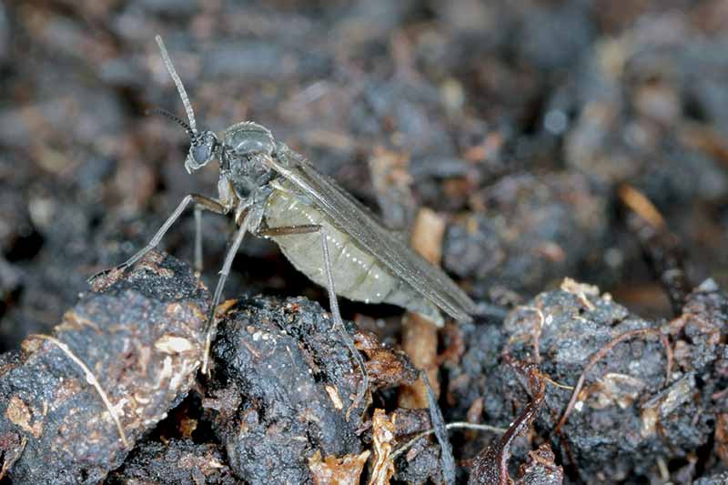 A close up horizontal image of a dark-winged fungus gnat (Sciaridae) on the surface of the soil.