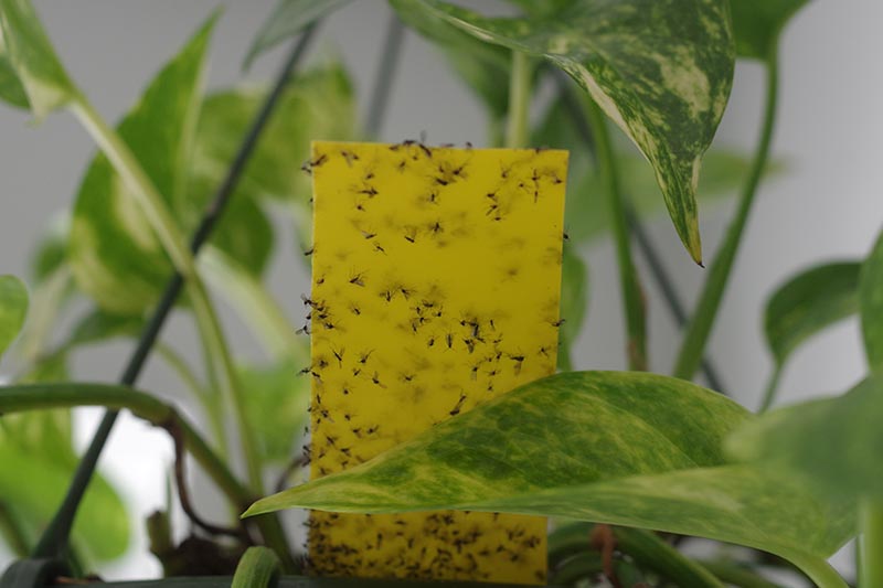 A close up horizontal image of a yellow sticky trap placed in a houseplant pot that is covered with fungus gnats.