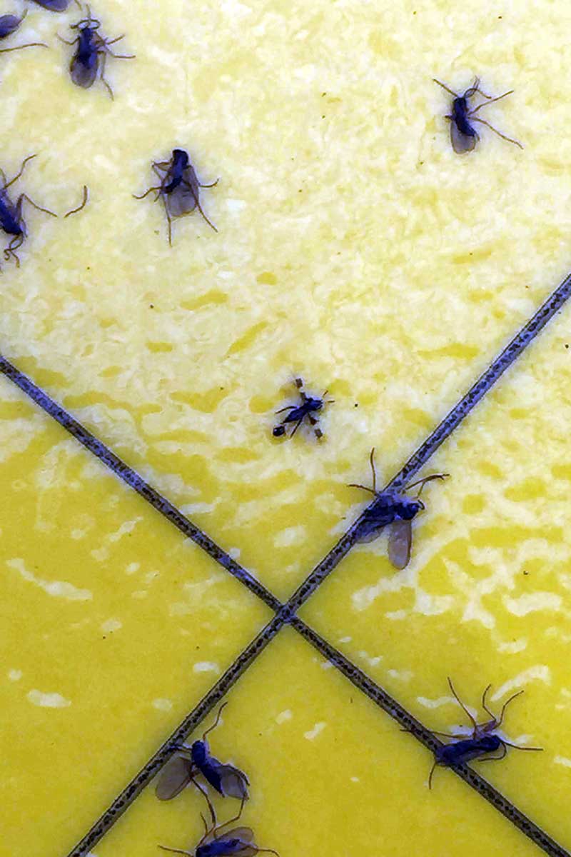 A close up vertical image of a yellow sticky trap with a number of dark houseplant pests stuck to the surface.