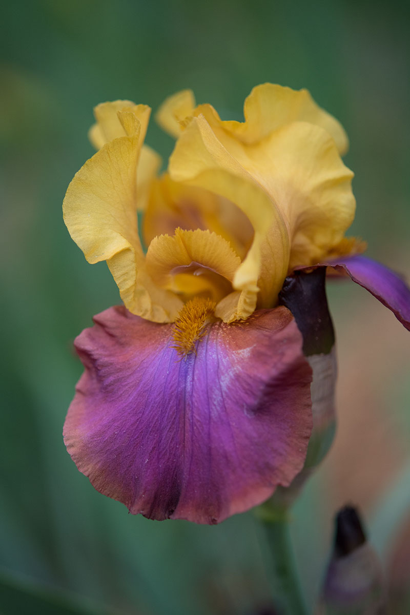 A close up vertical image of a purple and yellow 'Gala Madrid' flower pictured on a soft focus background.