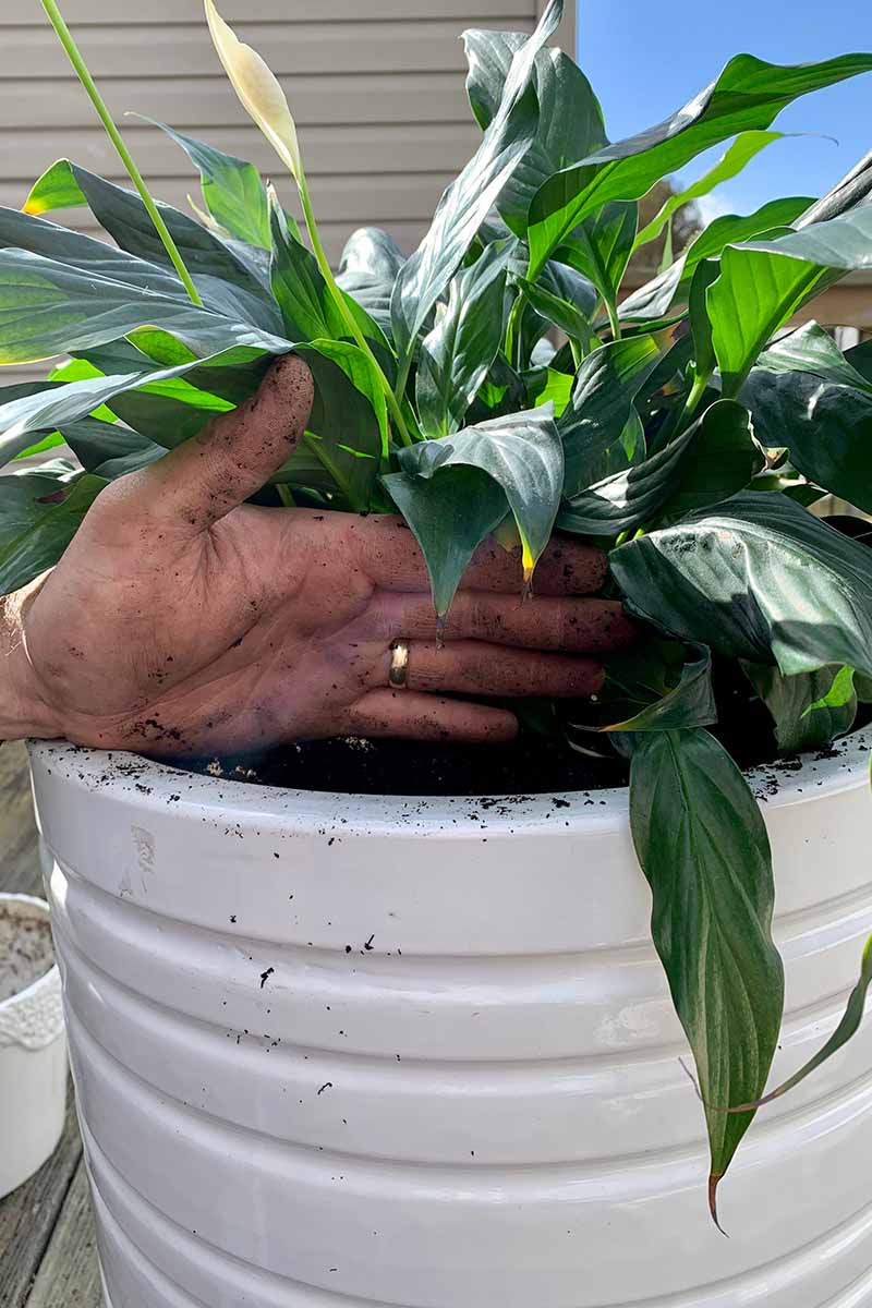 A close up vertical image of a hand from the left of the frame demonstrating the size of a pot after repotting a peace lily.