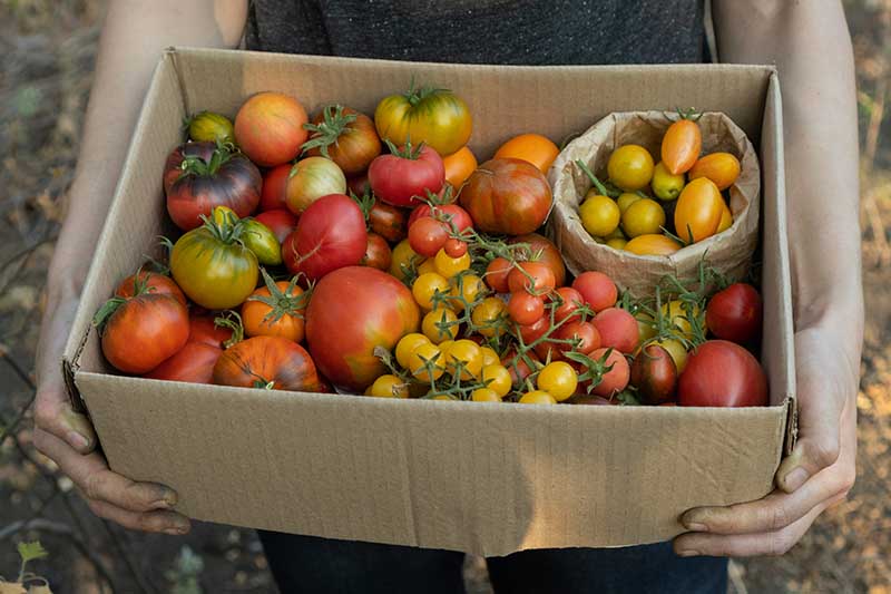 A close up horizontal image of a gardener holding a cardboard box filled with freshly harvested tomatoes in all shapes and sizes.