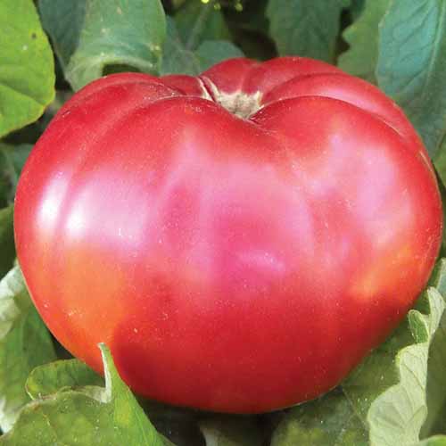 A close up square image of a large red 'Giant Pink Belgium' tomato with foliage in the background.