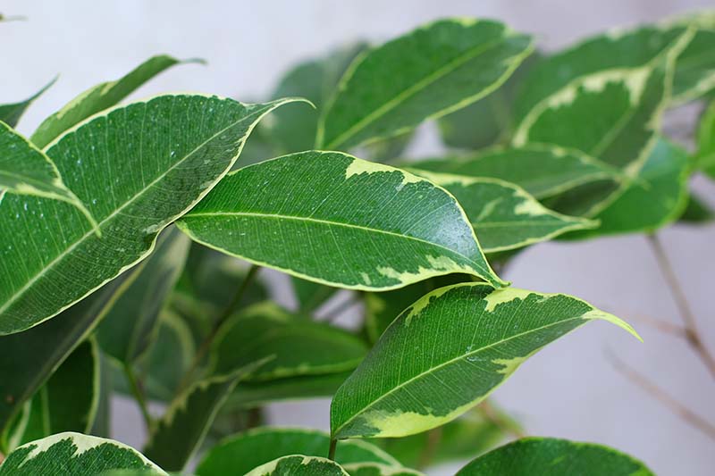 A close up horizontal image of the foliage of Ficus benjamina 'Golden King' pictured on a soft focus background.