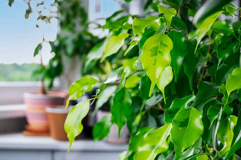 A close up horizontal image of Ficus benjamina 'Golden Monique' growing as a houseplant.