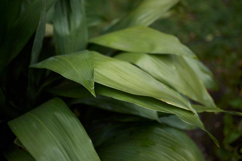 A close up horizontal image of the deep green foliage of Aspidistra elatior growing outdoors pictured on a soft focus background.
