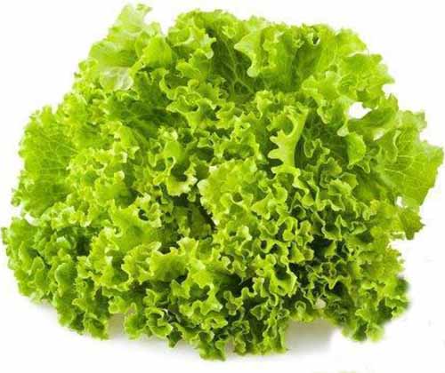A close up square image of a 'Green Ice' lettuce isolated on a white background.