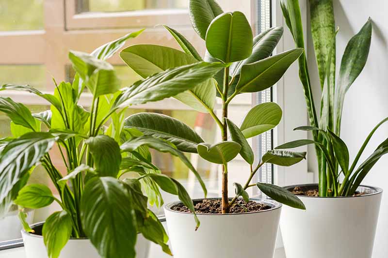 A close up horizontal image of a collection of three houseplants growing in white pots set on a windowsill.