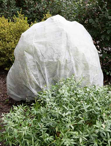 A close up vertical image of a Harvest Guard Plant Protection Bag over a shrub in the garden.
