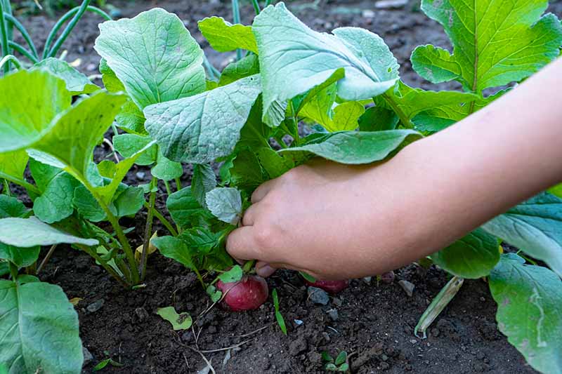 A close up horizontal image of a hand from the right of the frame pulling a radish out of the ground.
