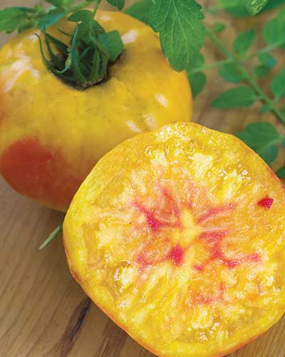 A close up vertical image of a whole and halved 'Hillbilly' tomato showing the yellow flesh with red mottling set on a wooden surface.