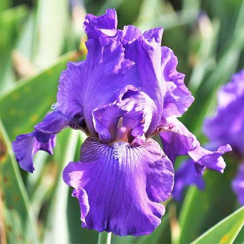 A close up square image of 'His Royal Highness' - an iris flower - growing in the garden pictured in bright sunshine on a soft focus background.