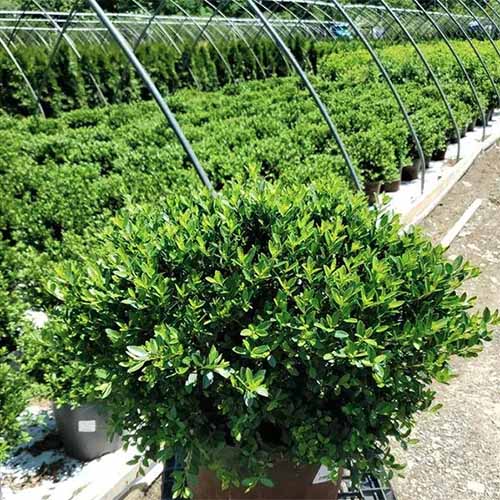 A close up square image of Ilex crenata 'Hoogendorn' growing in a pot at a plant nursery.