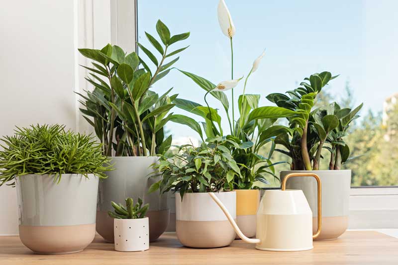 A collection of different types of houseplants sitting next to a window.