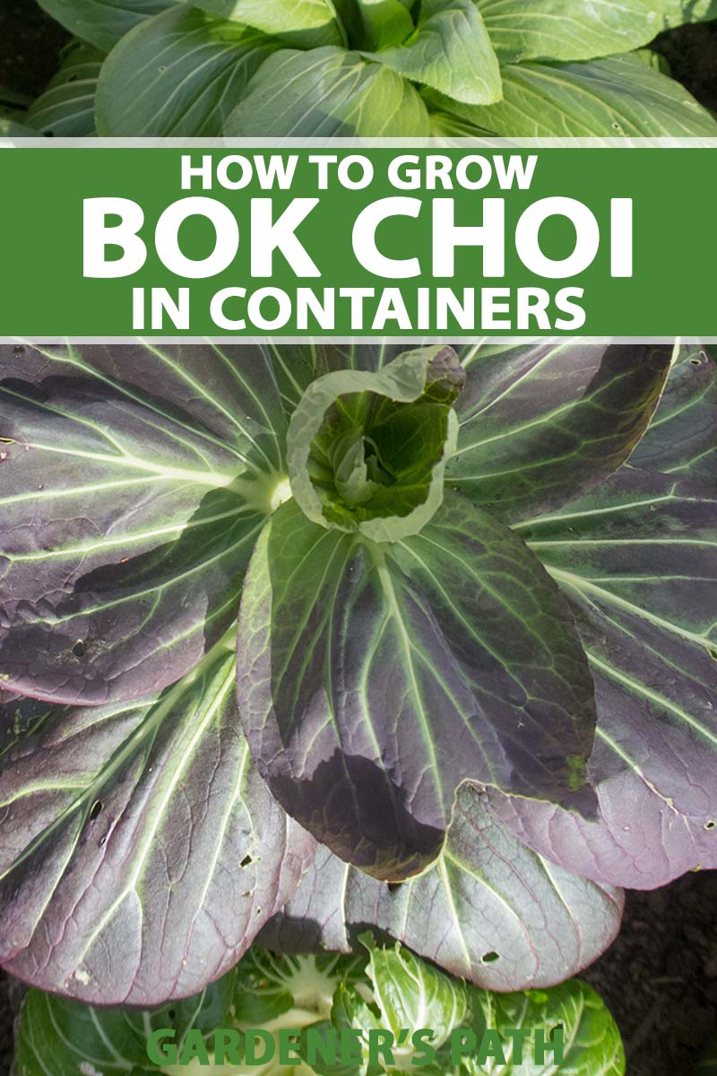 A close up vertical image of bok choy plants growing in the garden. To the top and bottom of the frame is green and white printed text.