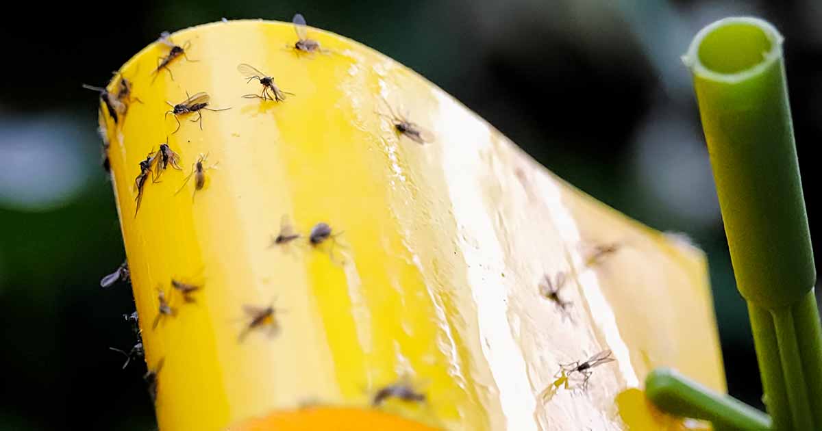Manage fungus gnats with soil drench insecticide