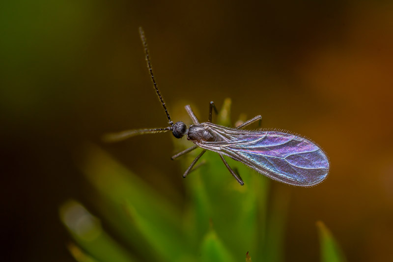 A close up horizontal image of a dark-winged fungus gnat pictured on a soft focus background.