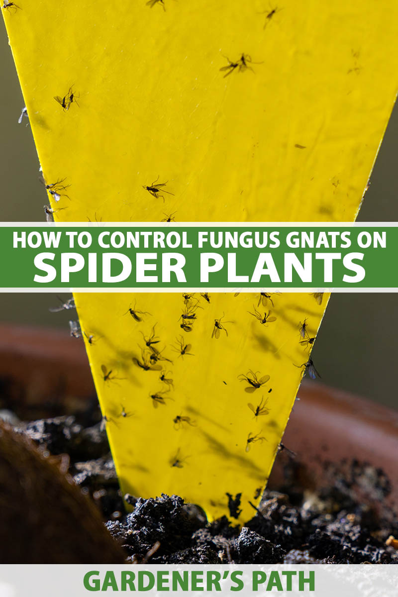 how to control fungus gnats on spider plants | gardener's path