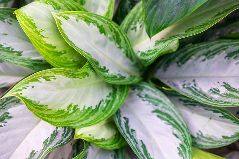 A close up horizontal image of the variegated foliage of Aglaonema growing in a pot.