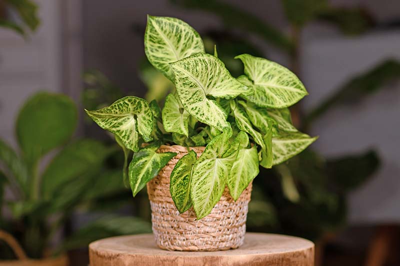 A close up horizontal image of a small potted arrowhead plant (Syngonium podophyllum) growing in a wicker pot set on a wooden surface pictured on a soft focus background.