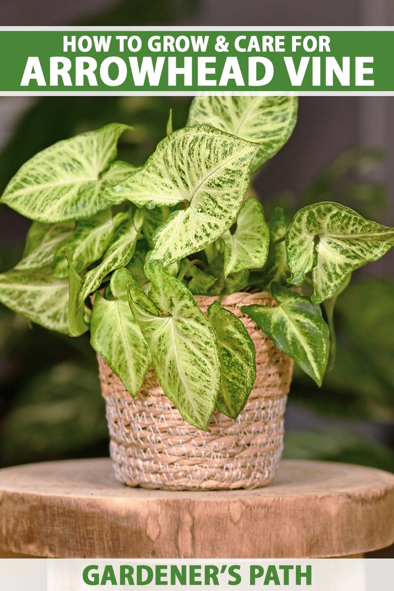 A close up vertical image of a small arrowhead vine (Syngonium podophyllum) growing in a wicker basket set on a wooden surface pictured on a soft focus background. To the top and bottom of the frame is green and white printed text.