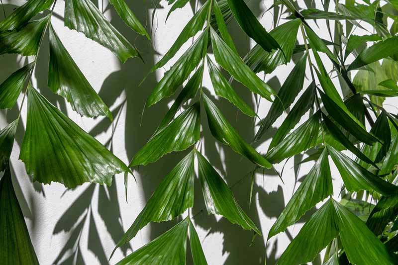 A close up horizontal image of the foliage of a fishtail palm (Caryota mitis) casting shadow on a white wall.