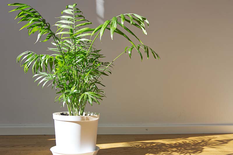 How to Grow and Care for Parlor Palms Indoors | Gardener's Path