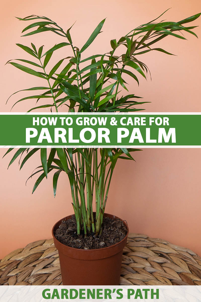 how to grow and care for parlor palms indoors | gardener's path