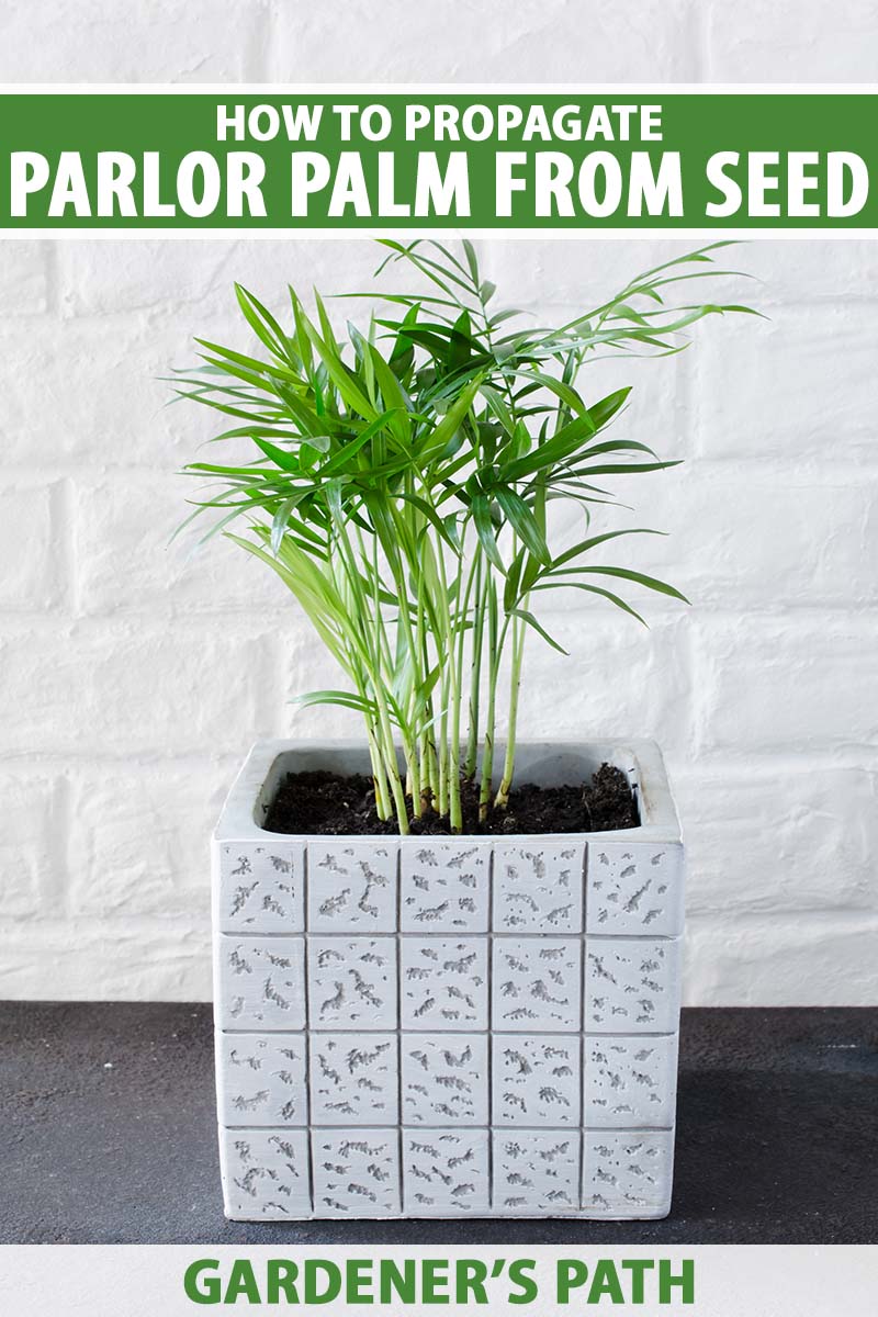 A close up vertical image of a parlor palm growing in a square ceramic pot set on a gray surface with a white brick wall in the background. To the top and bottom of the frame is green and white printed text.