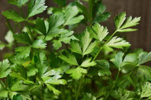 A close up horizontal image of the leaves of Italian parsley growing in a container.
